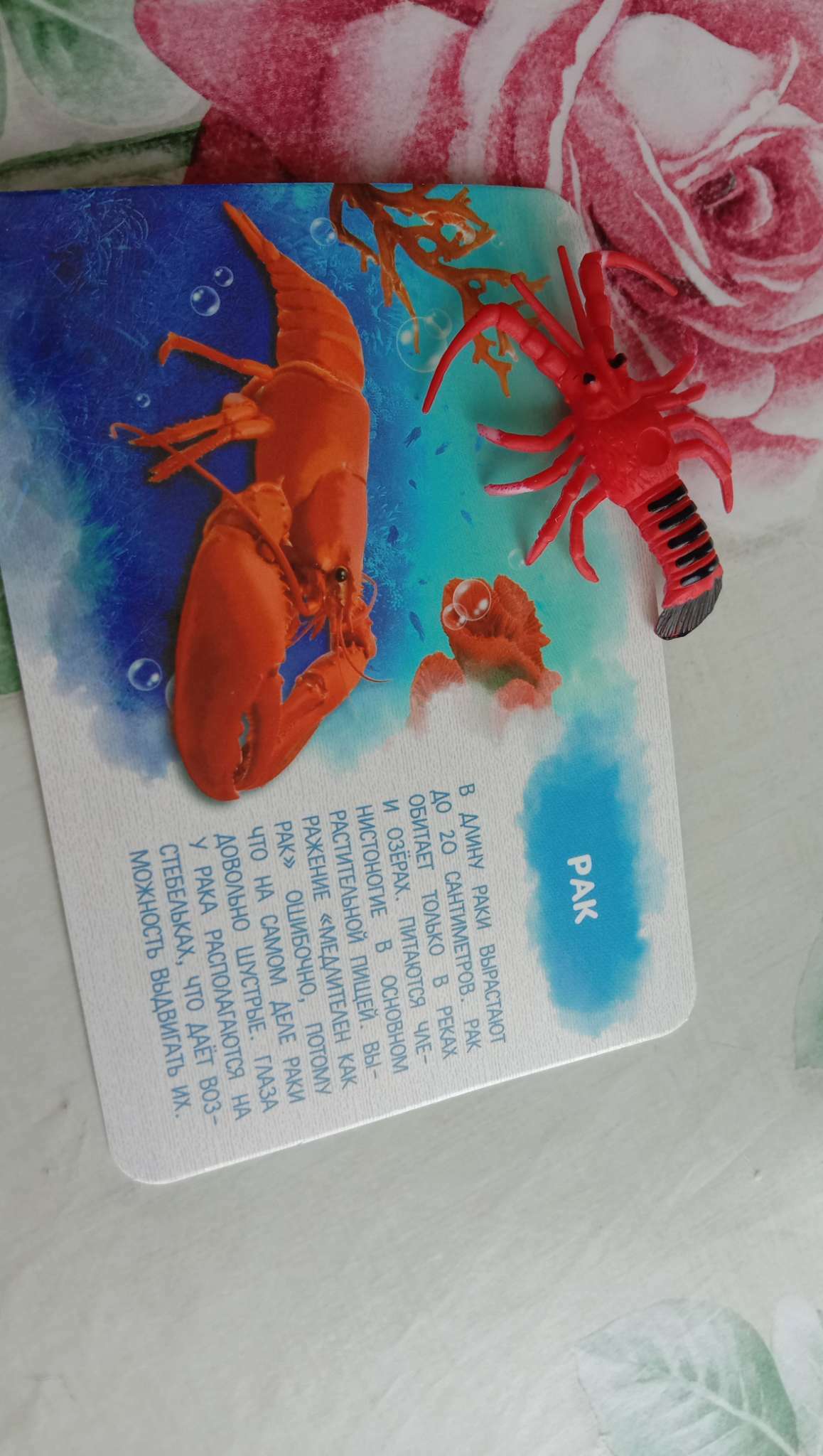 Фотография покупателя товара Набор фигурок животных для детей с обучающими карточками «Подводный мир», карточки, по методике Монтессори