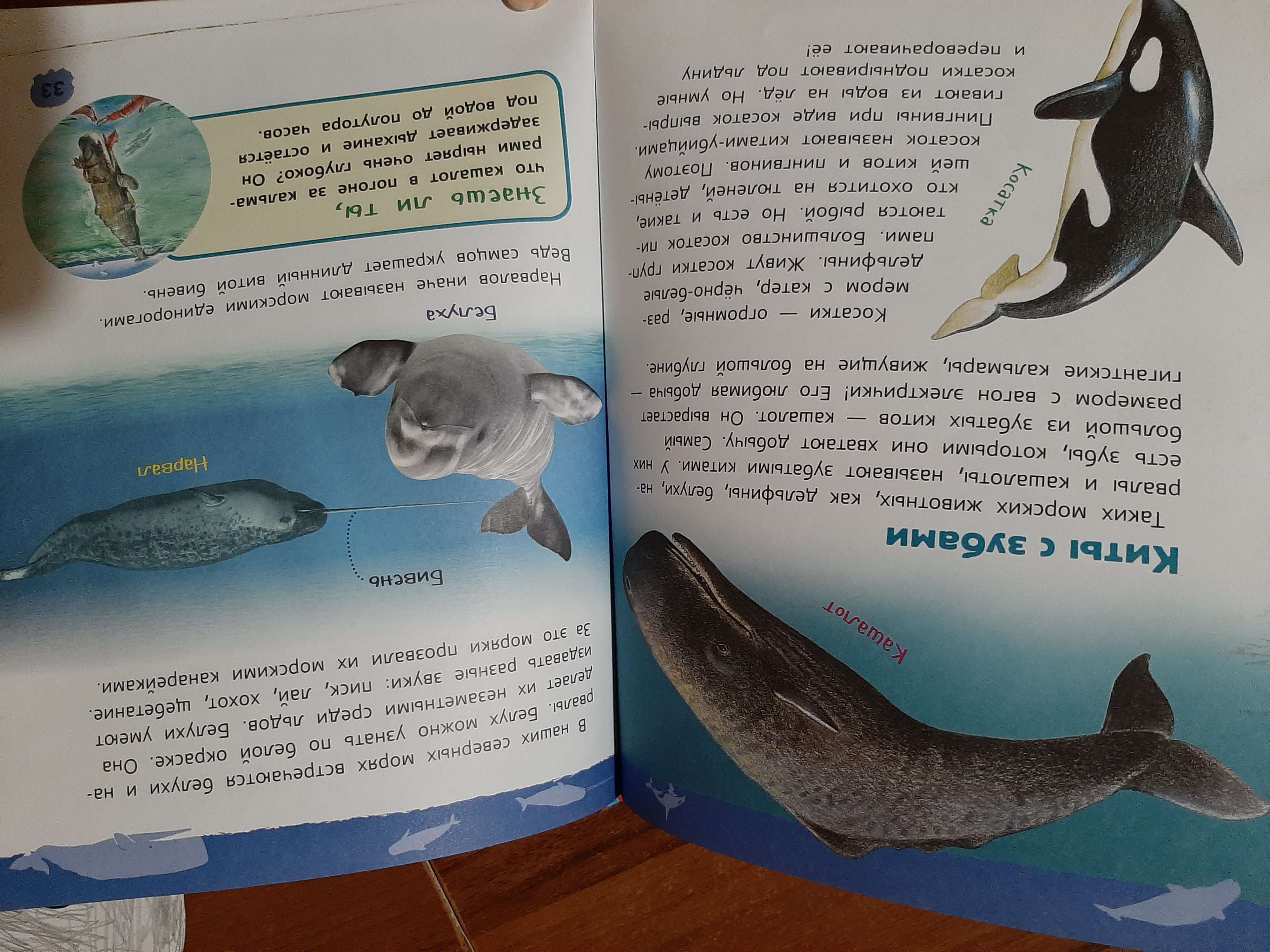 Фотография покупателя товара Энциклопедия для детского сада «Подводный мир»