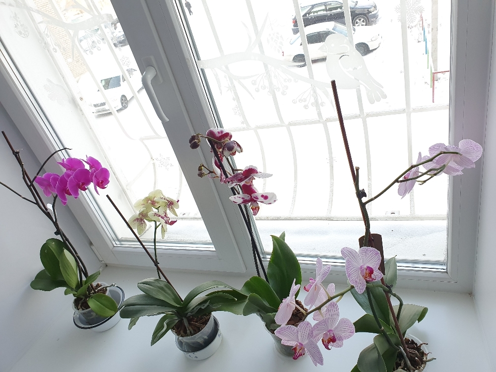 Фотография покупателя товара Эликсир для орхидей JOY  Экстра цветение ампула, 10 мл. х 2 шт - Фото 11