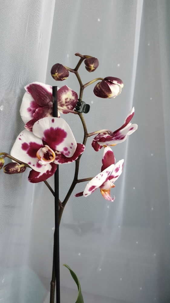 Фотография покупателя товара Эликсир для орхидей JOY  Экстра цветение ампула, 10 мл. х 2 шт