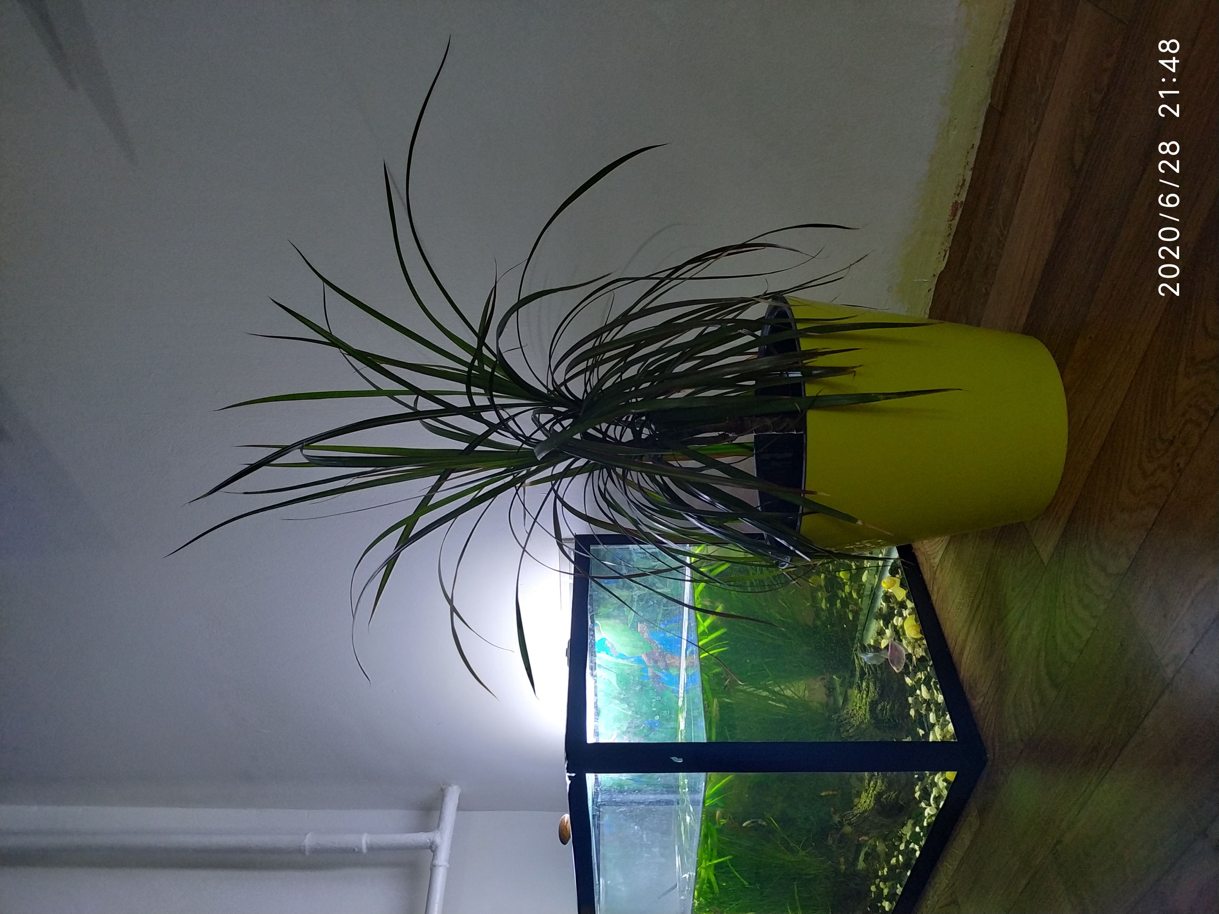 Фотография покупателя товара Кашпо для цветов со вставкой «Фиджи», 5 л, цвет жёлтый - Фото 5