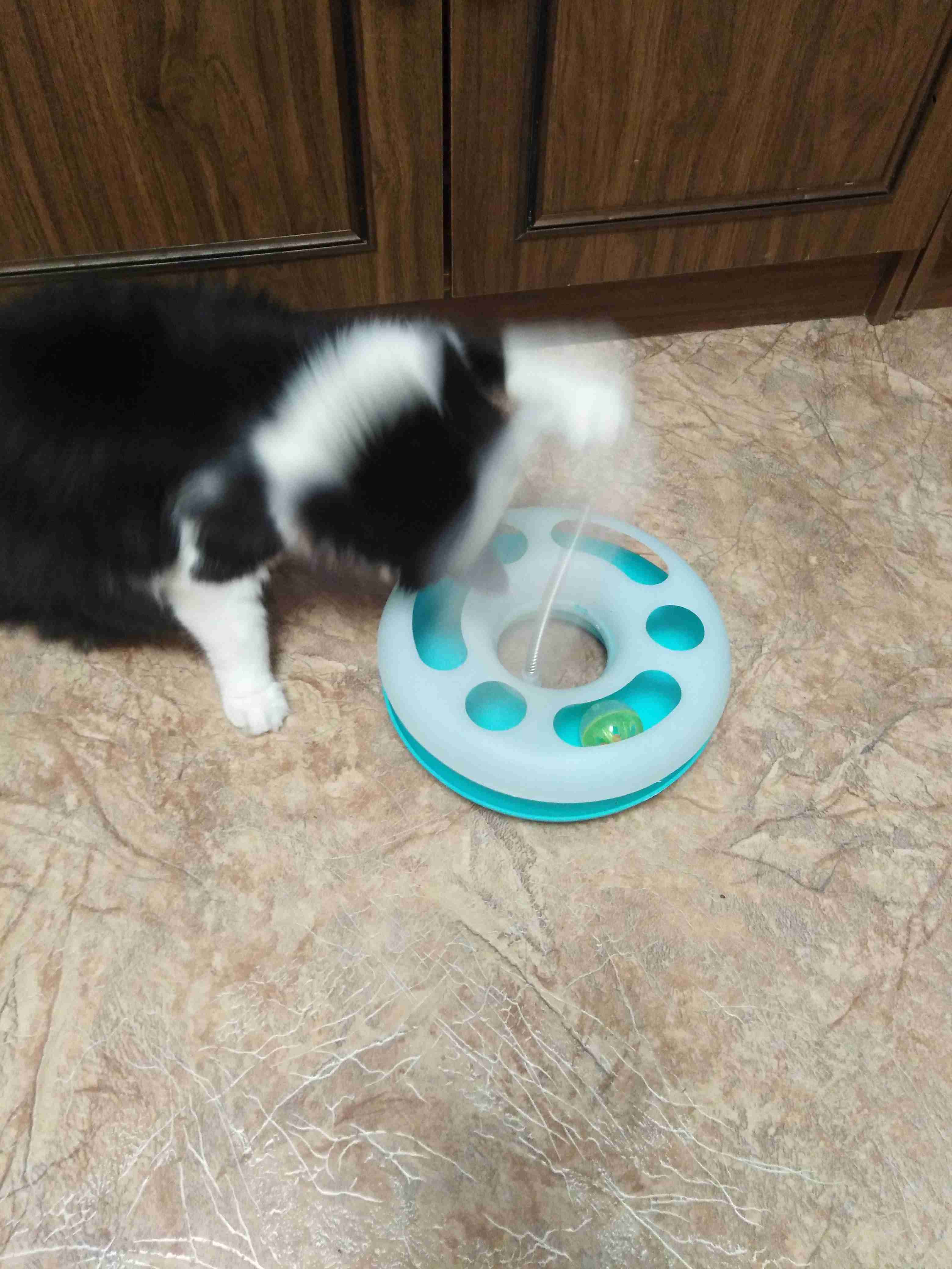 Фотография покупателя товара Игрушка для кошек "Загадочный круг" с дразнилкой и шариком, 24 х 24 х 7 см, микс цветов - Фото 3