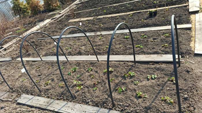 Фотография покупателя товара Дуги для парника, полиэтилен 2 м, d=20 мм, набор 5 шт. - Фото 1