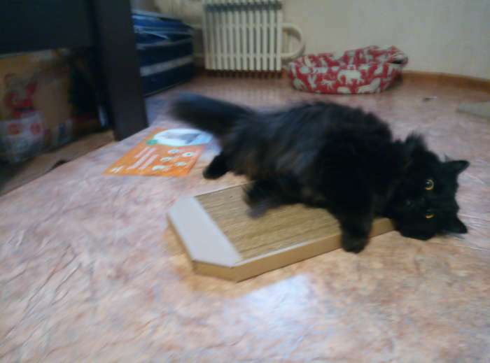 Фотография покупателя товара Когтеточка-лежанка для кошек "Пижон" из гофрокартона, 49 х 23 х 2,5 см, КРАФТ
