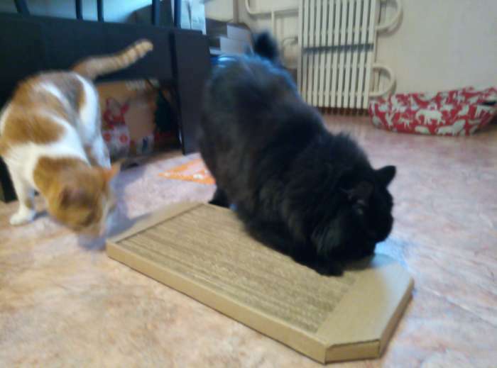 Фотография покупателя товара Когтеточка-лежанка для кошек "Пижон" из гофрокартона, 49 х 23 х 2,5 см, КРАФТ - Фото 14