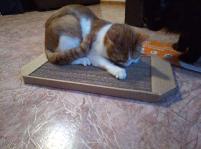 Фотография покупателя товара Когтеточка-лежанка для кошек "Пижон" из гофрокартона, 49 х 23 х 2,5 см, КРАФТ - Фото 12