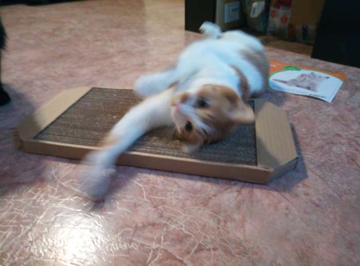 Фотография покупателя товара Когтеточка-лежанка для кошек "Пижон" из гофрокартона, 49 х 23 х 2,5 см, КРАФТ - Фото 13
