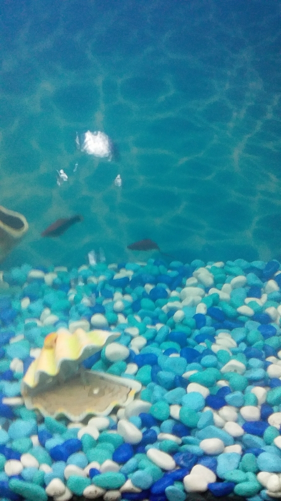 Фотография покупателя товара Грунт для аквариума "Галька цветная,  голубой-синий-белый-бирюзовый" 800г фр 8-12 мм