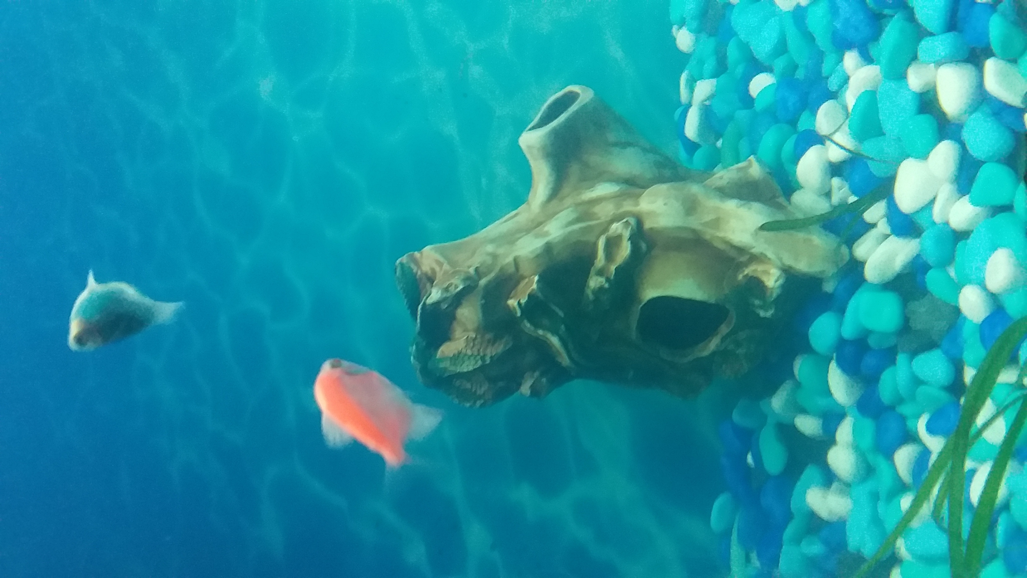 Фотография покупателя товара Декорация для аквариума "Скала'', 14 х 12 х 14 см, микс - Фото 2