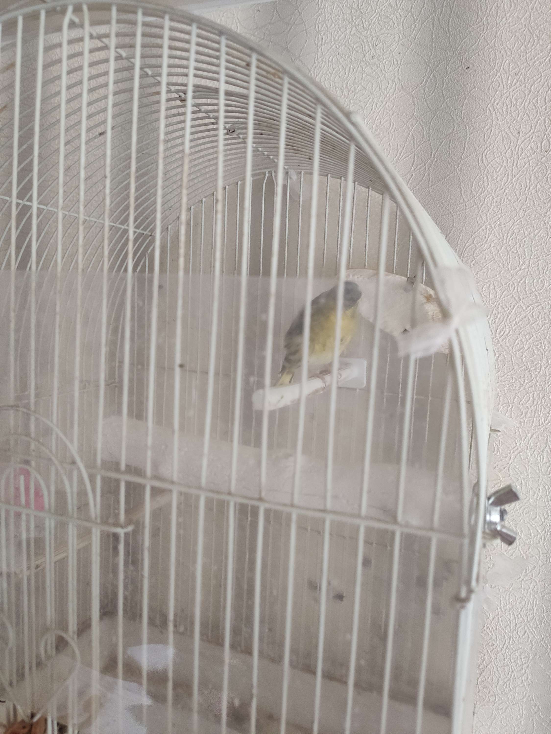 Фотография покупателя товара Минеральные жердочки "Ветка Эвкалипта"  для птиц, 2 шт