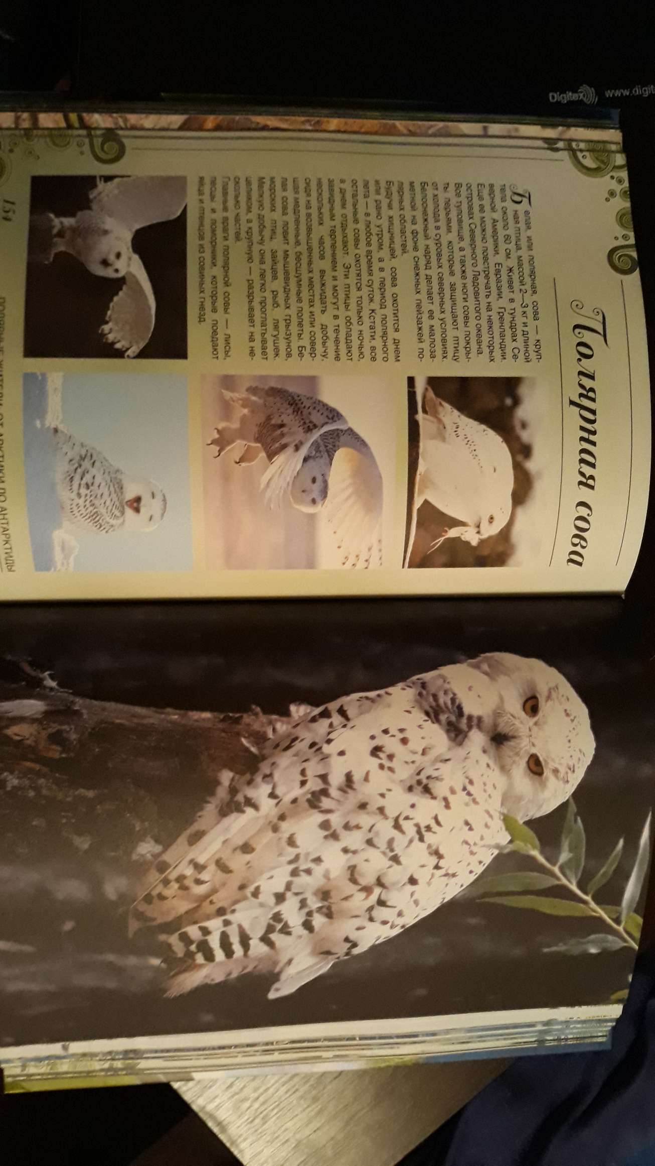 Фотография покупателя товара Большая книга о животных. 1001 фотография. Ермакович Д. И. - Фото 1