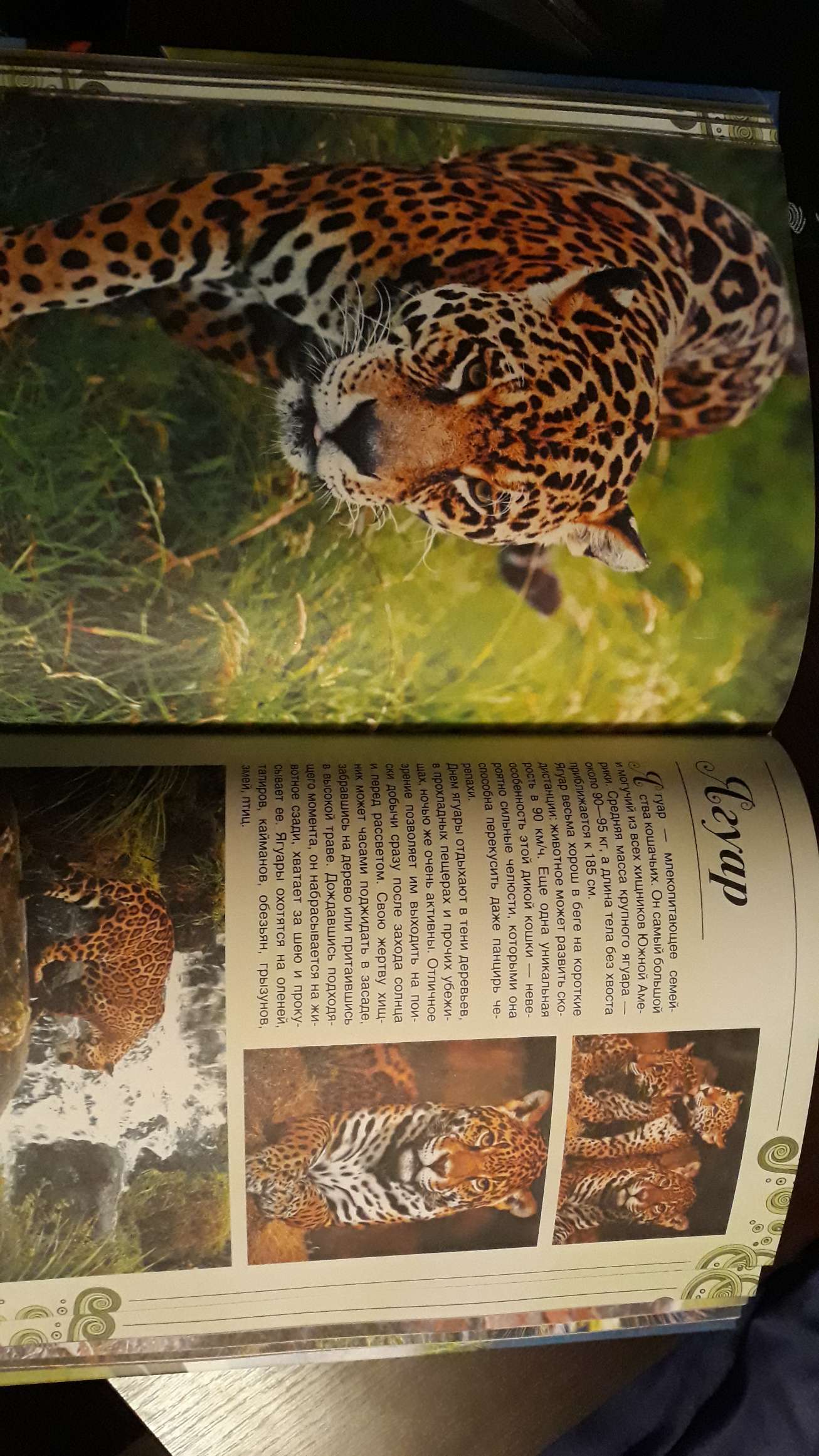 Фотография покупателя товара Большая книга о животных. 1001 фотография. Ермакович Д. И. - Фото 4