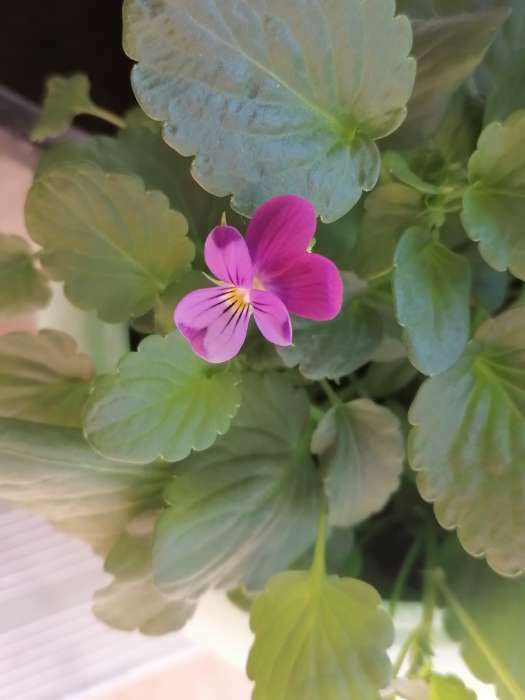 Фотография покупателя товара Семена цветов Виола "Вельвет", 0,1 г - Фото 2