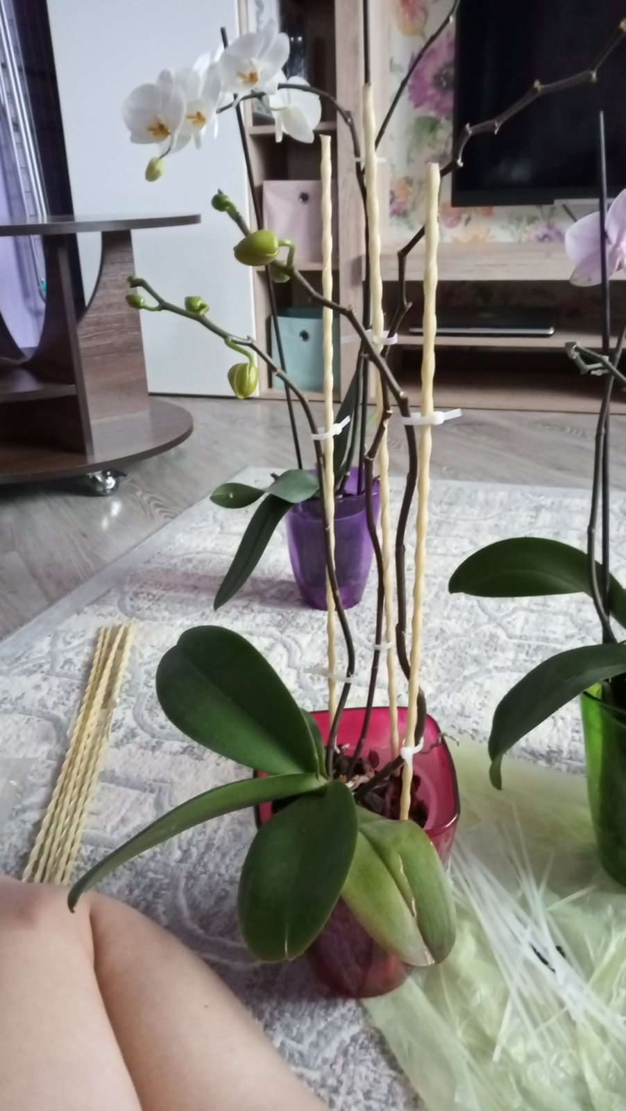 Фотография покупателя товара Колышек для подвязки растений, h = 50 см, d = 0.6 см, стеклопластик, Greengo - Фото 2