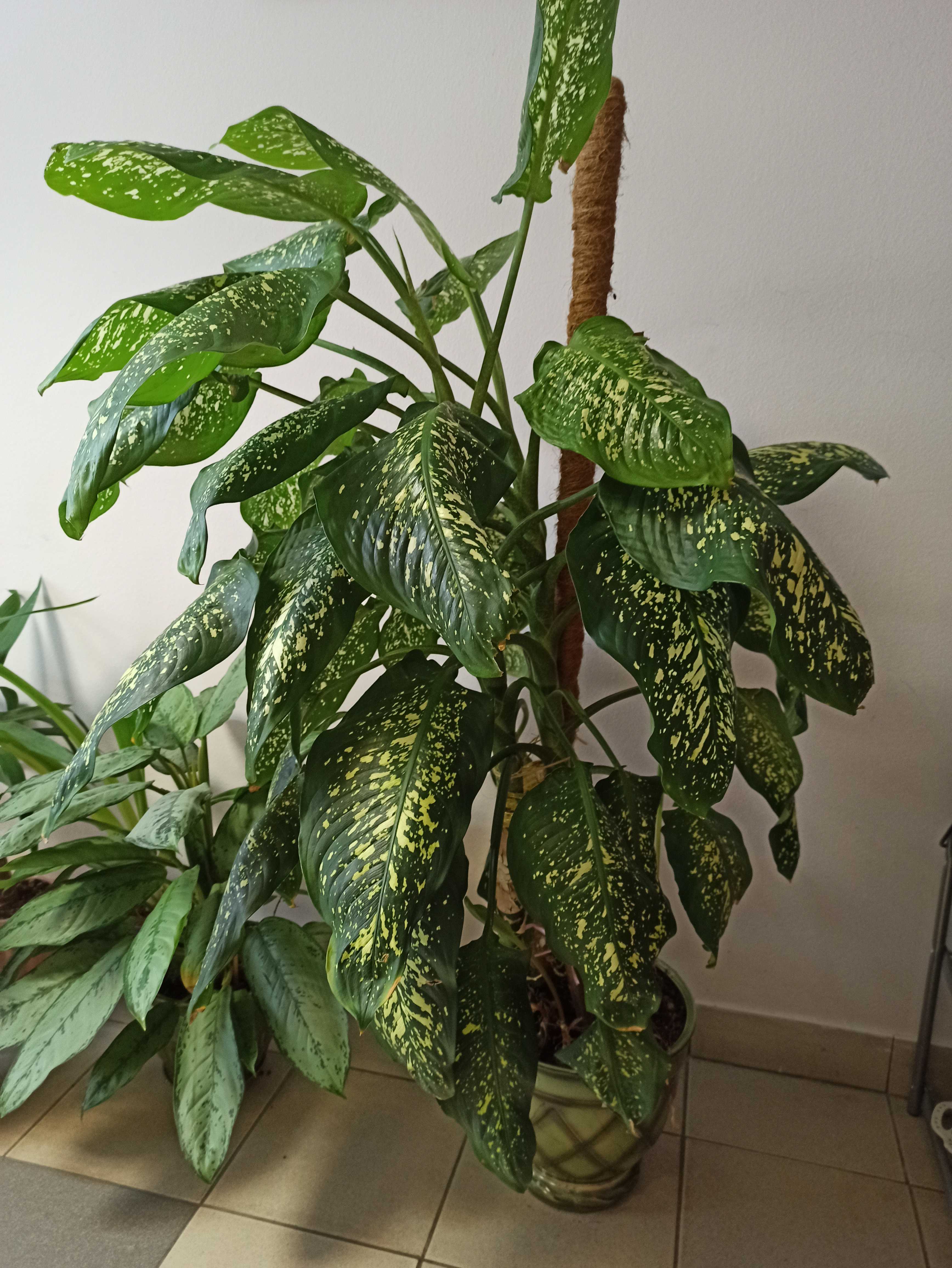 Фотография покупателя товара Колышек для подвязки растений, h = 120 см, d = 2,5 см, кокос, Greengo
