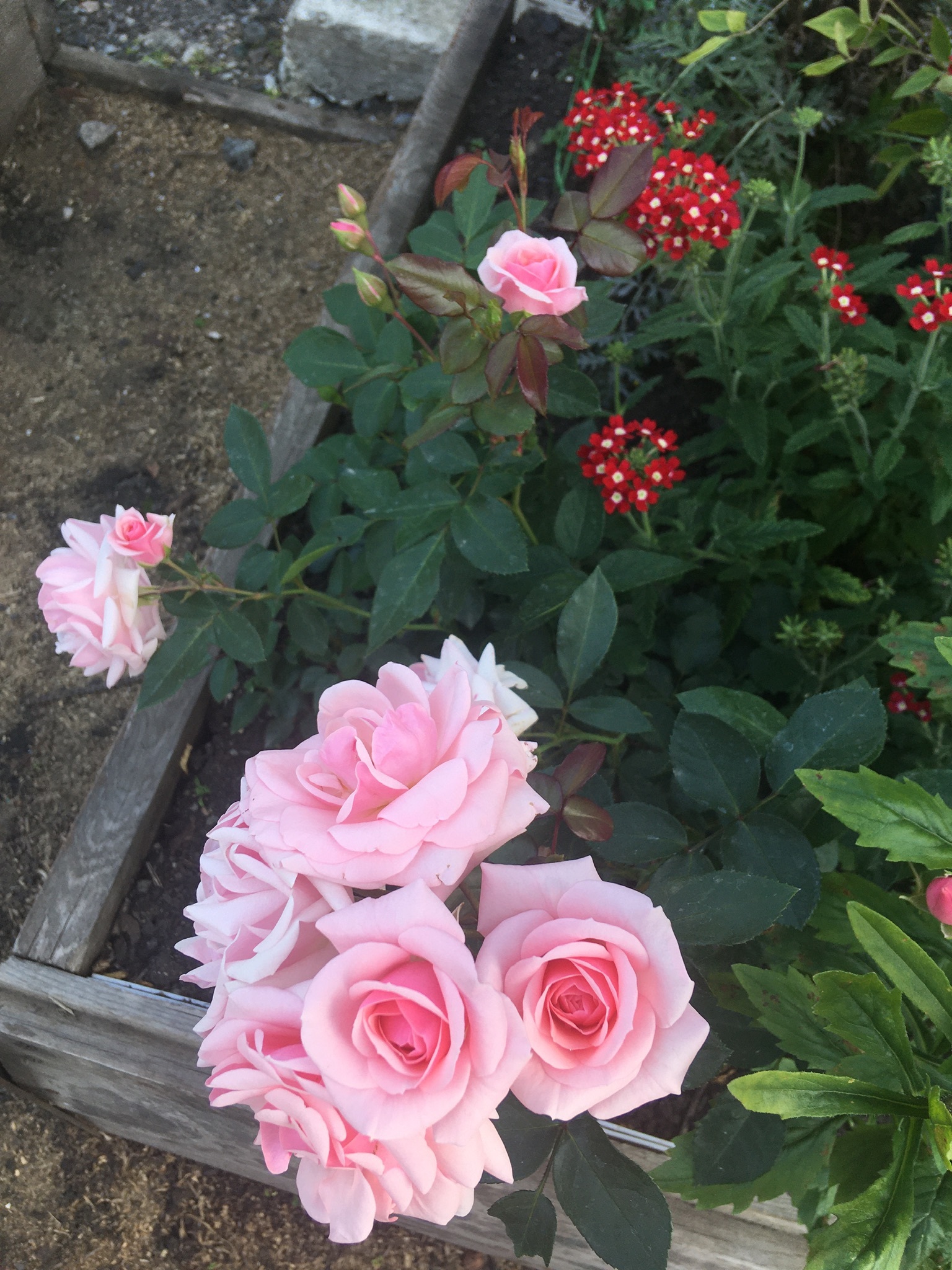 Фотография покупателя товара Удобрение органоминеральное для роз, 1 кг