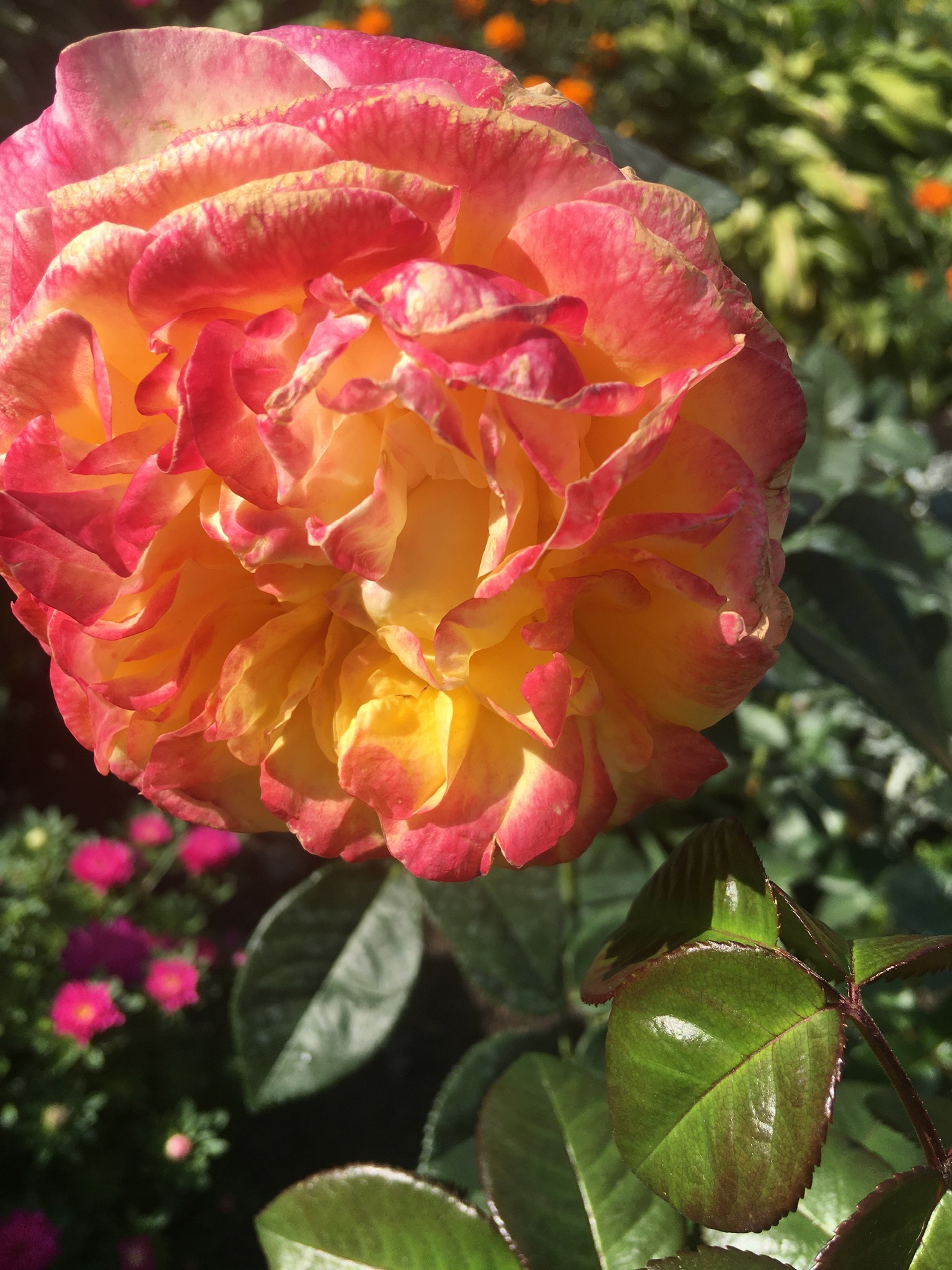 Фотография покупателя товара Удобрение органоминеральное для роз, 1 кг - Фото 7