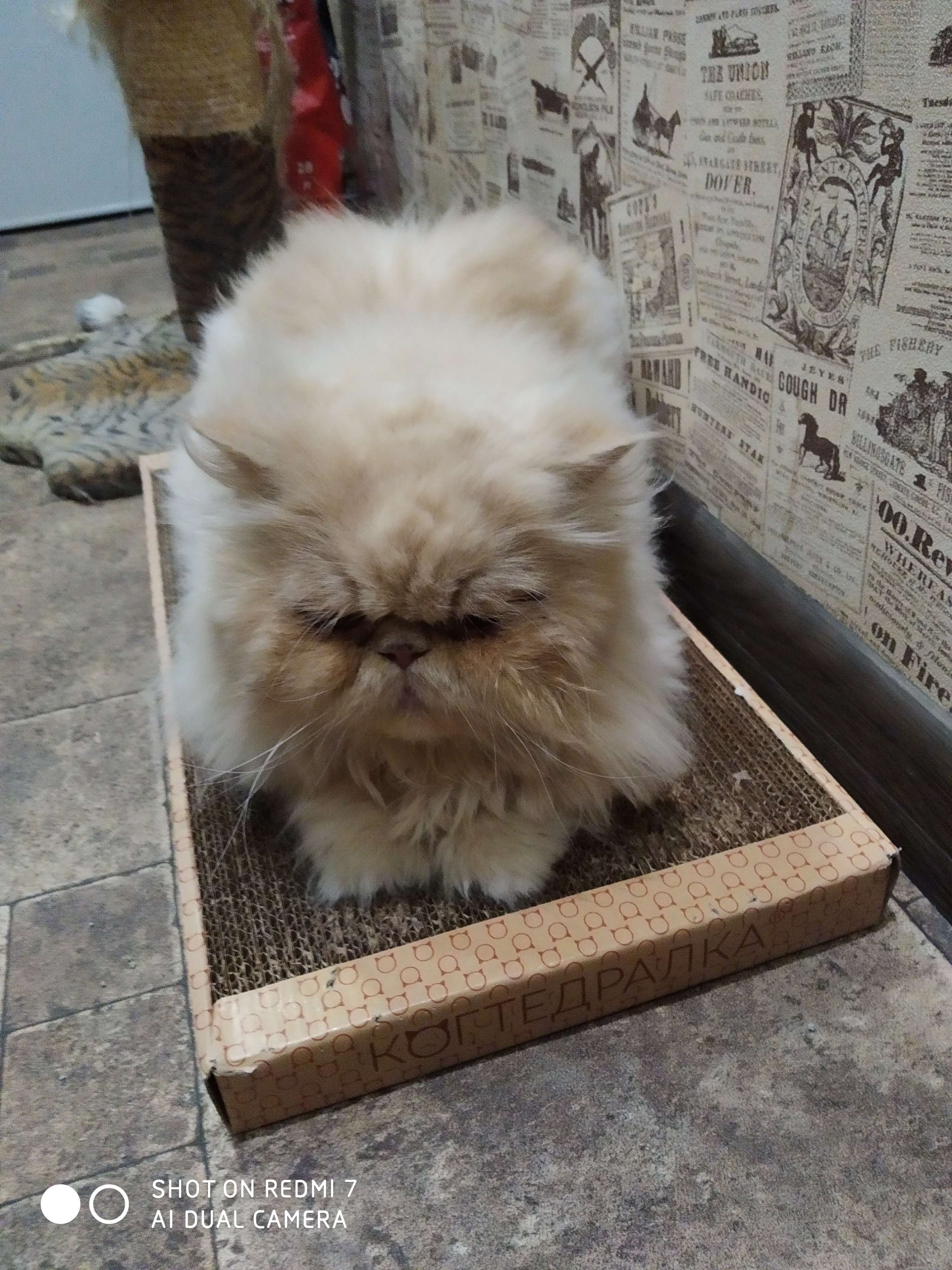Фотография покупателя товара Домашняя когтеточка-лежанка для кошек, 50 x 24 см - Фото 16