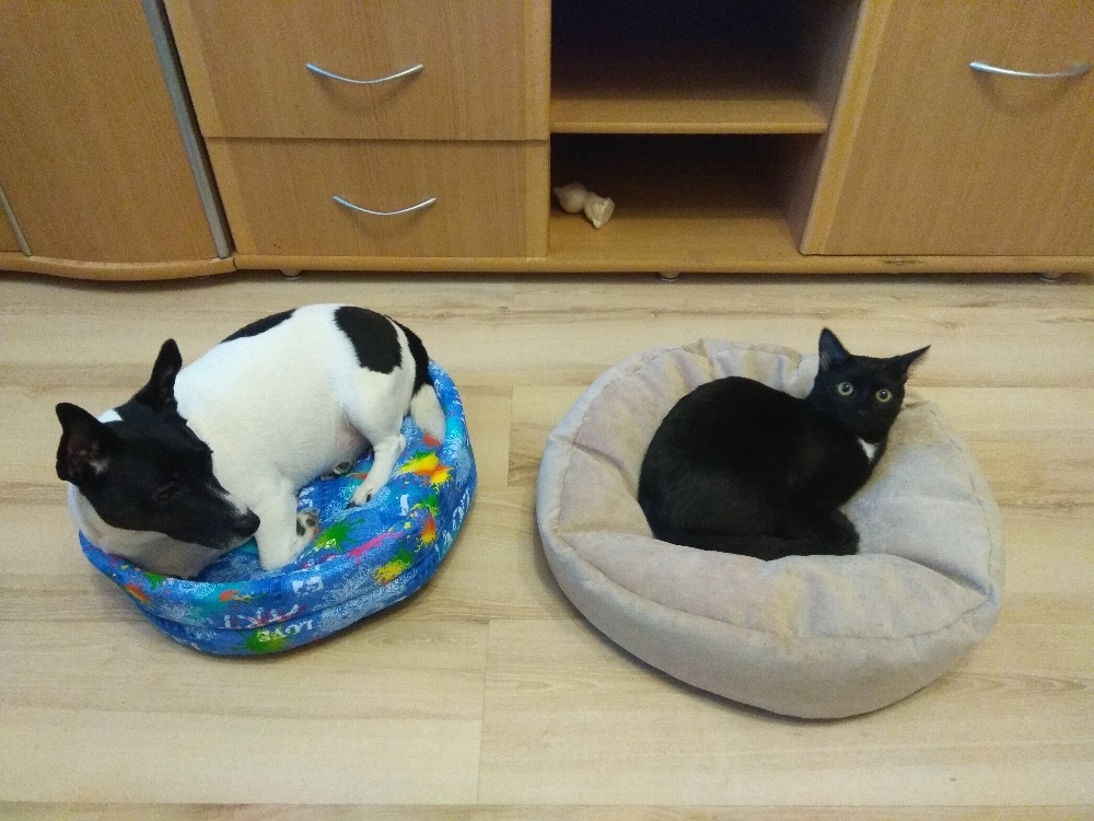 Фотография покупателя товара Лежак-антистресс для собак и кошек, круглый, 50 х 50 см, микс цветов - Фото 6