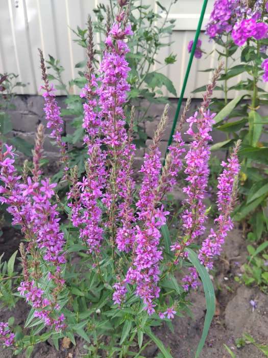 Фотография покупателя товара Дербенник иволистный 1 шт., р-р I, Весна 2026 - Фото 1