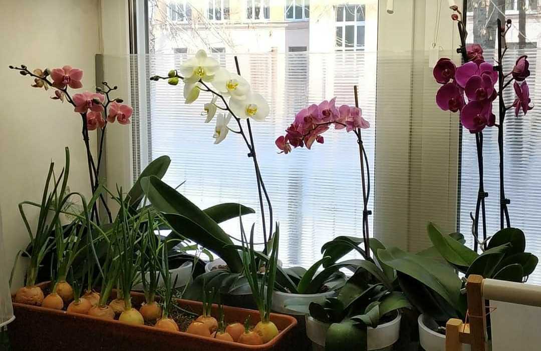 Фотография покупателя товара Спрей Эликсир для Орхидей JOY Экстра цветение, 400 мл