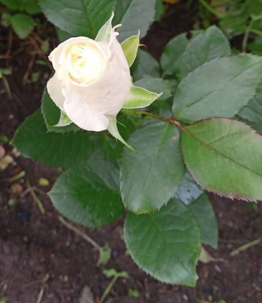 Фотография покупателя товара Саженец розы Айсленд, Весна 2023, 1 шт. - Фото 2