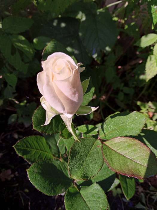 Фотография покупателя товара Саженец розы Айсленд, Весна 2023, 1 шт. - Фото 1