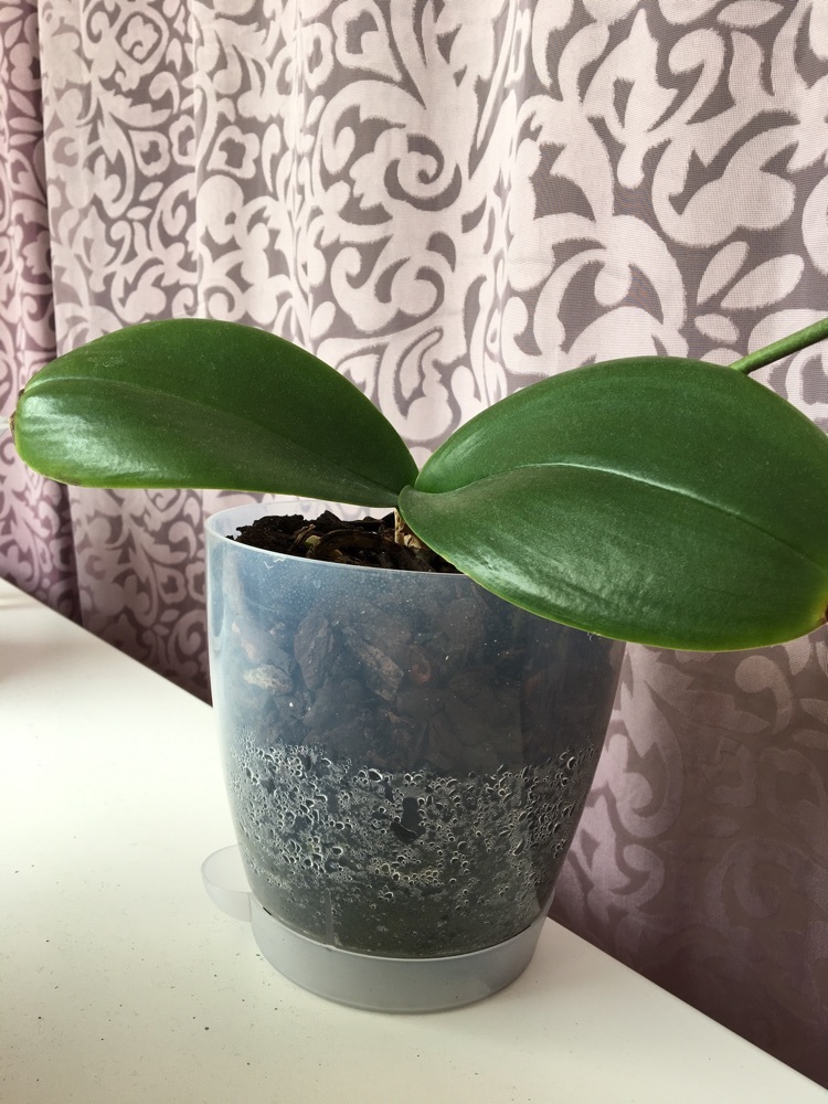 Фотография покупателя товара Горшок для орхидей «Адель», 1,5 л, цвет прозрачный - Фото 8