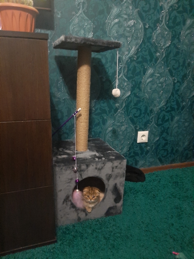Фотография покупателя товара Домик для кошек с когтеточкой "Куб", с площадкой и игрушкой, 35 х 30 х 85 см, микс цветов - Фото 24