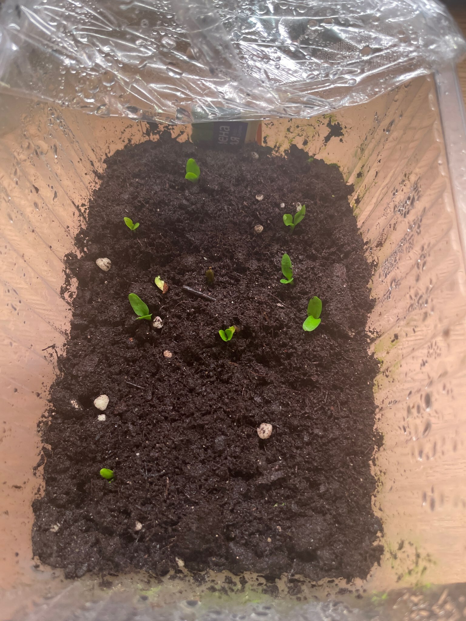 Фотография покупателя товара Семена комнатных цветов гербера «Джемсона», смесь, 0.03 г - Фото 3