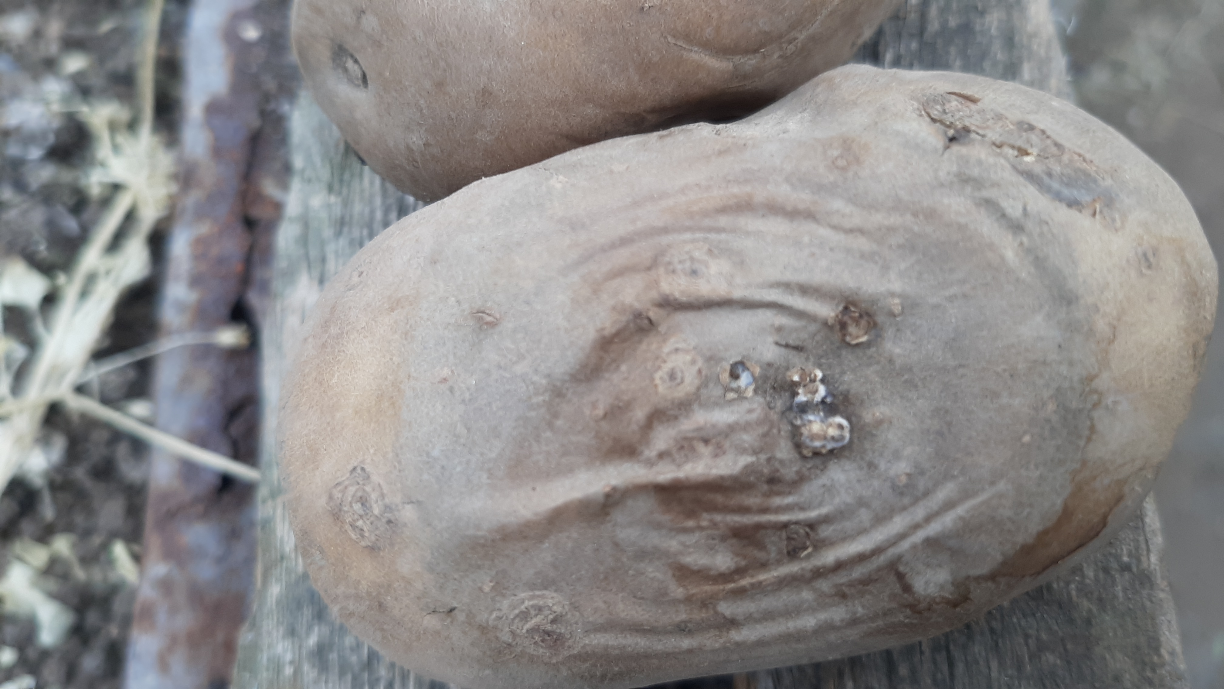 Фотография покупателя товара Семенной картофель "Гулливер" 2 кг Элита, р/р 28/55