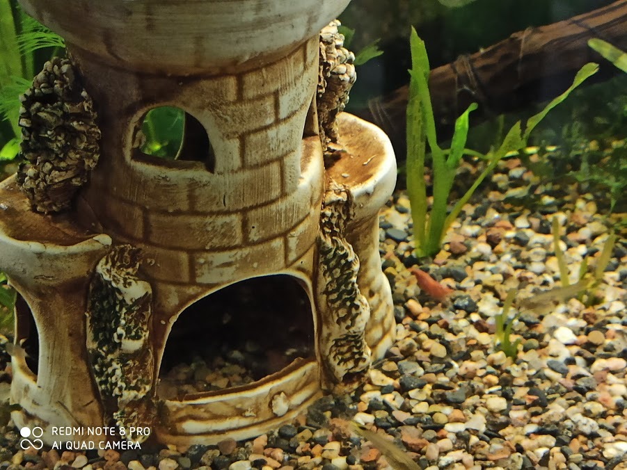 Фотография покупателя товара Декорация для аквариума "Башня", 7х10х13.5 см, микс - Фото 4