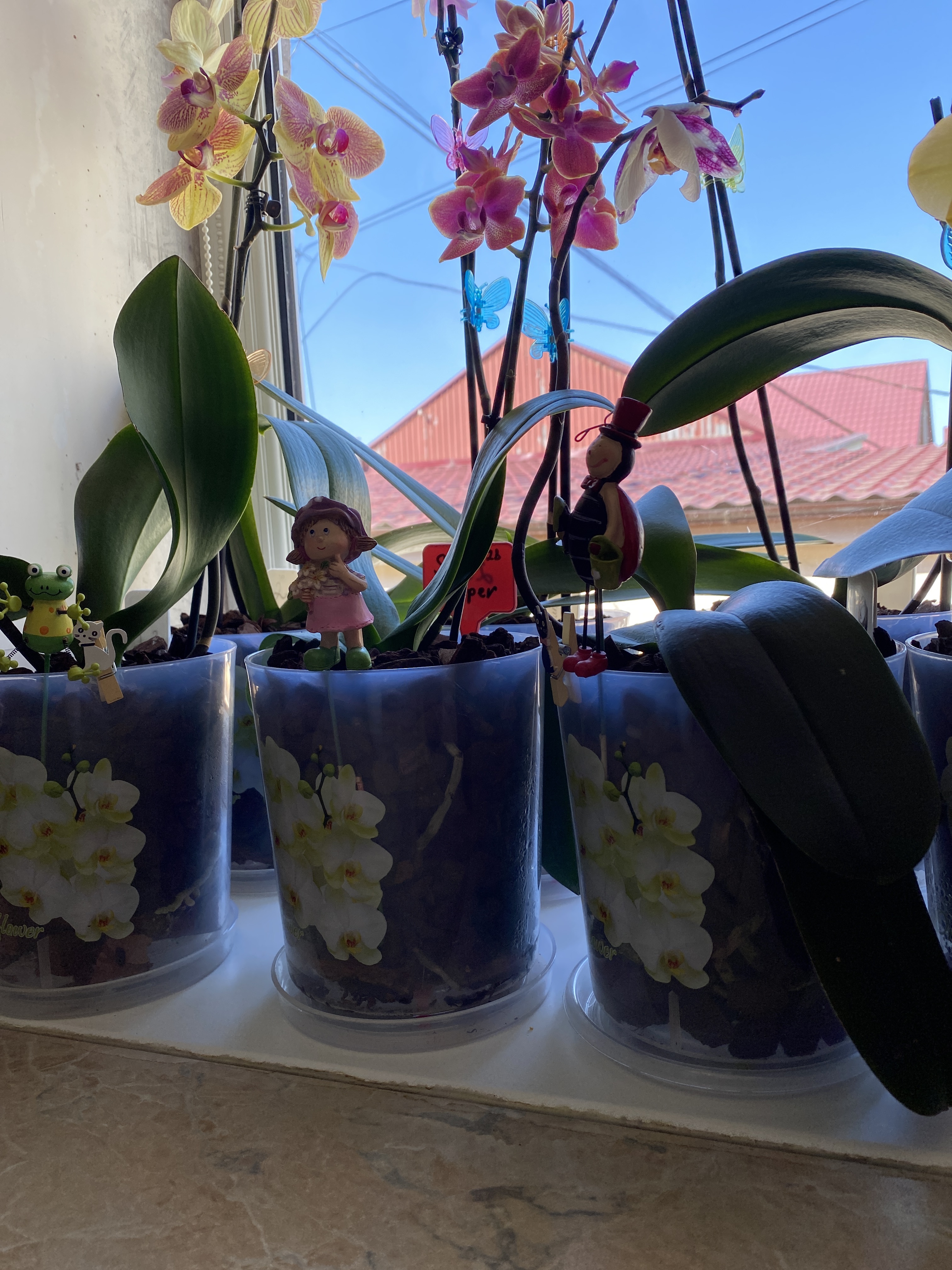 Фотография покупателя товара Горшок для орхидей с поддоном, 1,8 л, цвет МИКС - Фото 7
