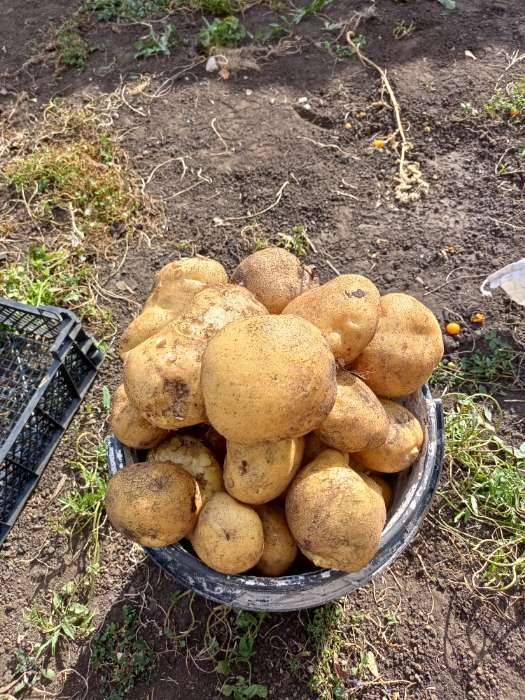 Фотография покупателя товара Семенной картофель "Гулливер" 2 кг Элита, р/р 28/55 - Фото 3