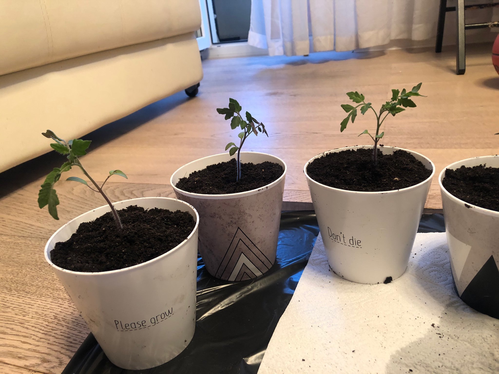 Фотография покупателя товара Набор кашпо 3 в 1 Please grow, 0.8 л, 11×12 см - Фото 3
