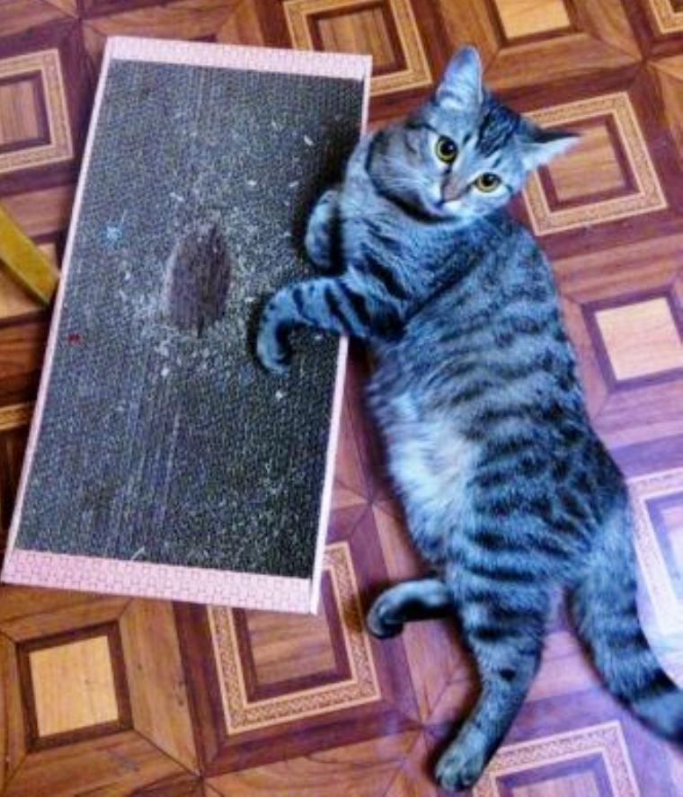 Фотография покупателя товара Домашняя когтеточка-лежанка для кошек, 50 x 24 см - Фото 11