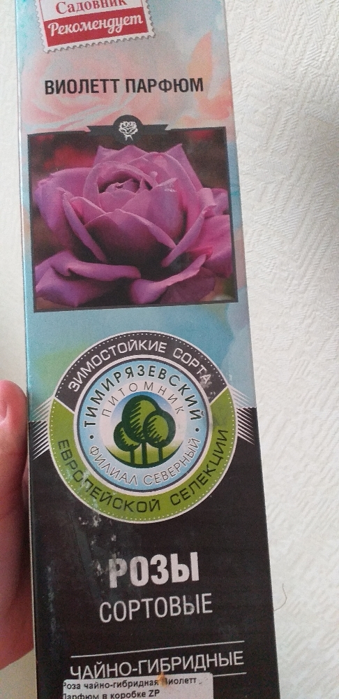 Фотография покупателя товара Саженец розы Виолетт Парфюм в коробке, ZP, 1 шт - Фото 2