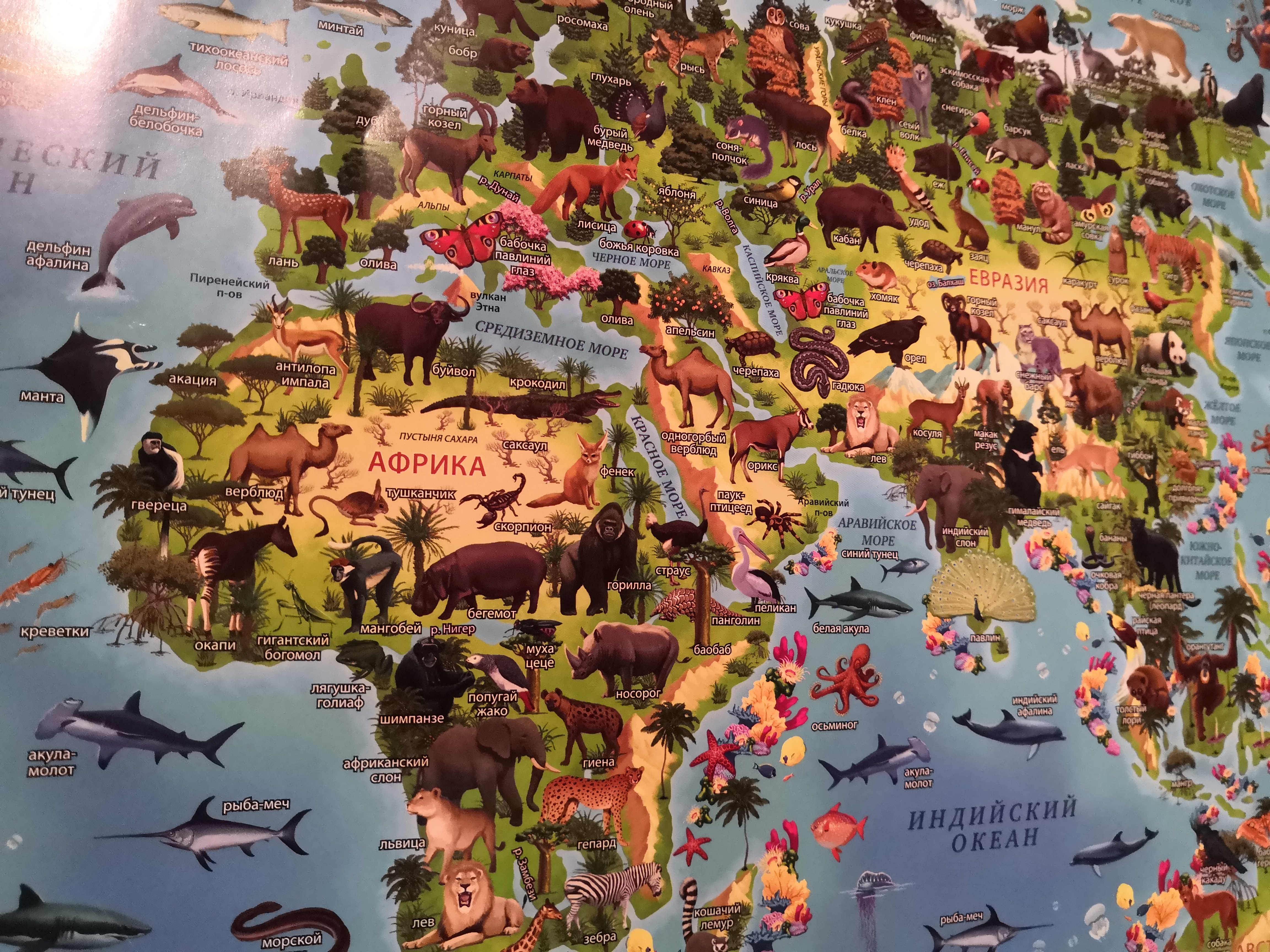 Фотография покупателя товара Географическая карта Мира для детей "Животный и растительный мир Земли", 60 х 40 см, без ламинации - Фото 10