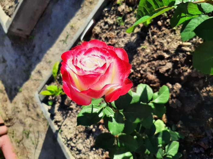 Фотография покупателя товара Саженец розы Дабл Делайт, Весна 2024, 1 шт. - Фото 1
