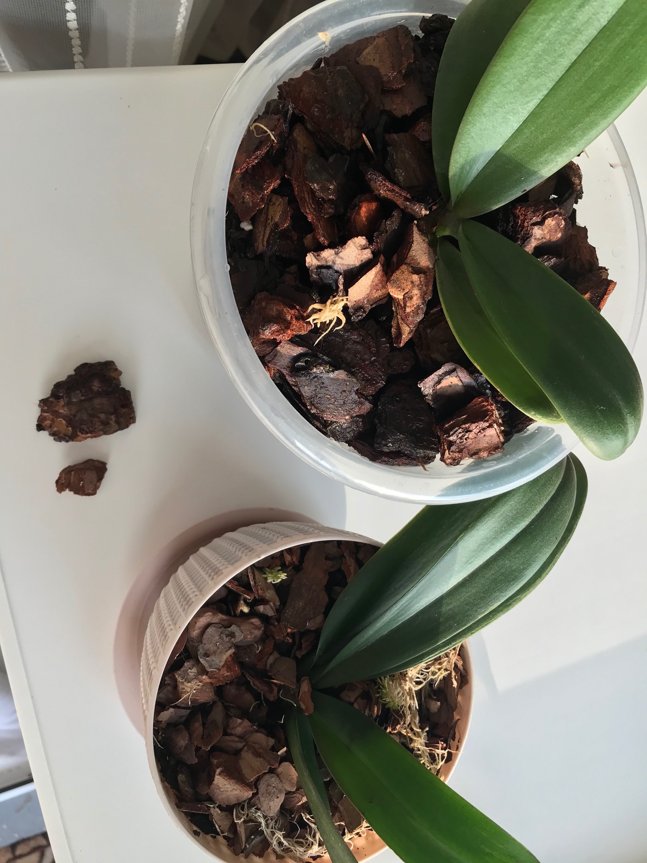 Фотография покупателя товара Грунт  для орхидей Effect+™ Medium 20-40 мм, 2,5 л