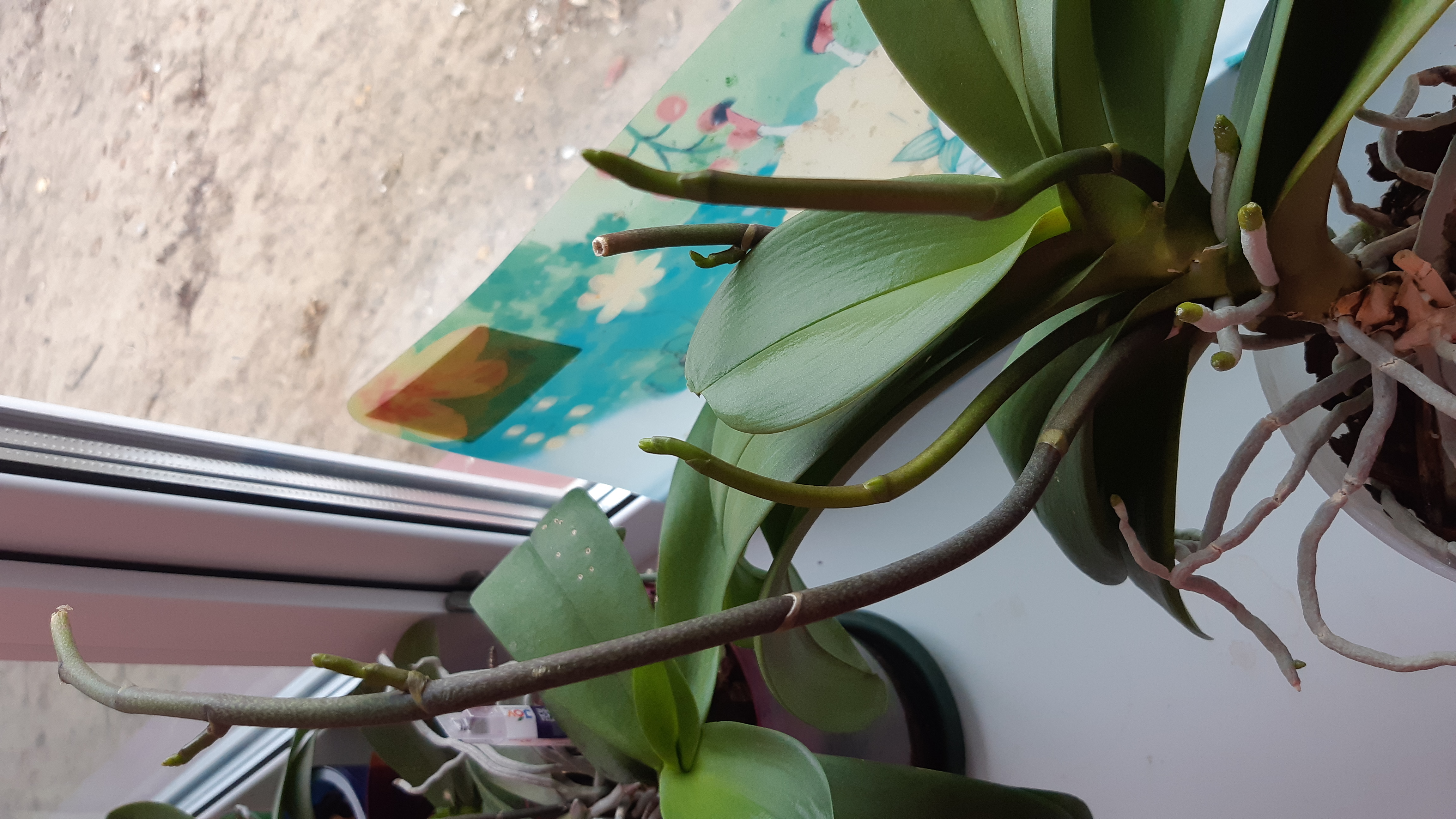 Фотография покупателя товара Эликсир для орхидей JOY  Экстра цветение ампула, 10 мл. х 2 шт - Фото 6