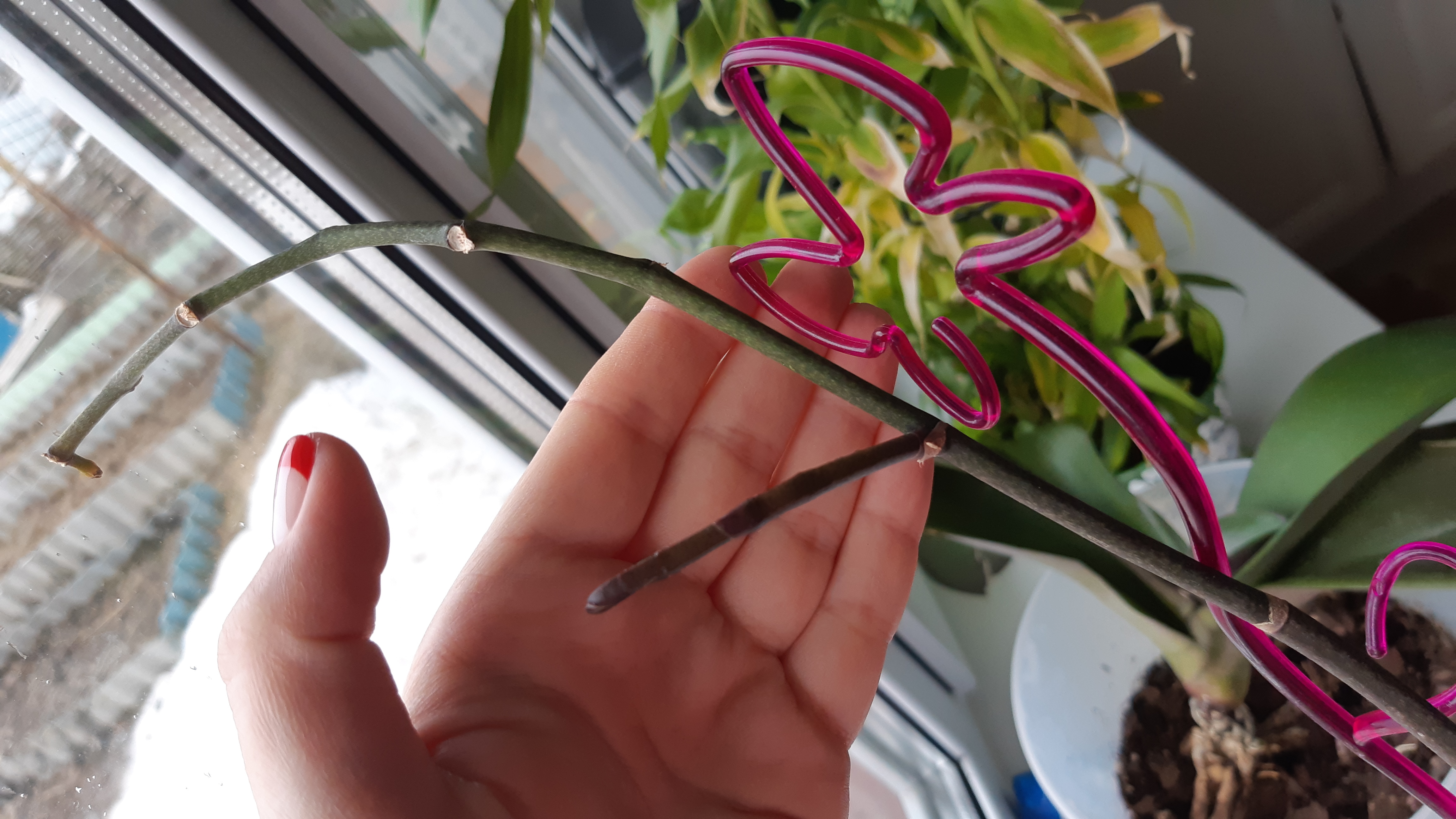 Фотография покупателя товара Эликсир для орхидей JOY  Экстра цветение ампула, 10 мл. х 2 шт - Фото 7