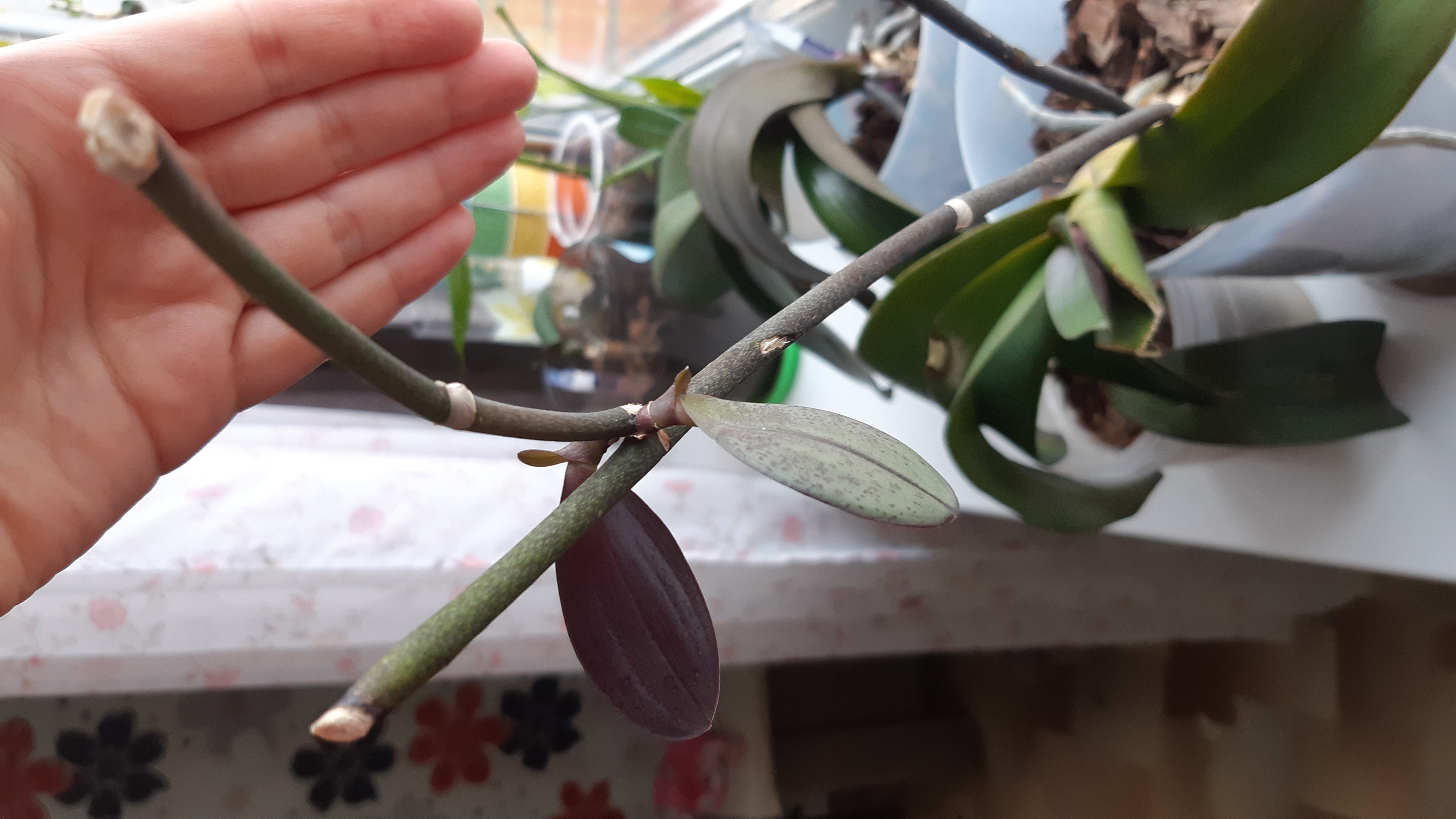 Фотография покупателя товара Эликсир для орхидей JOY  Экстра цветение ампула, 10 мл. х 2 шт - Фото 9