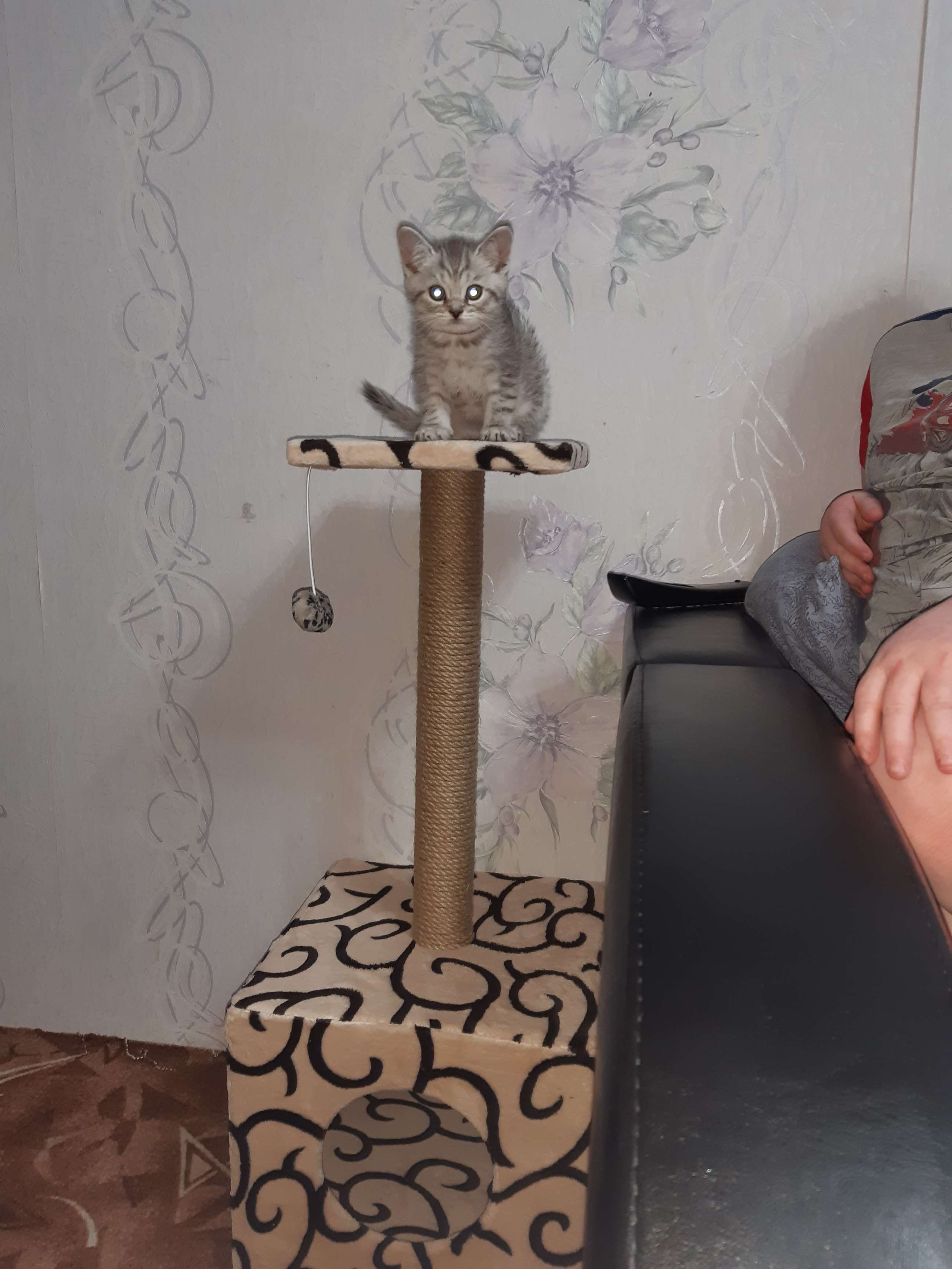 Фотография покупателя товара Домик для кошек с когтеточкой "Куб", с площадкой и игрушкой, 35 х 30 х 85 см, микс цветов - Фото 23