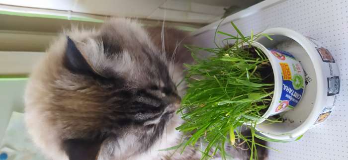 Фотография покупателя товара Семена Трава для кошек "Скакун", 10 г - Фото 5