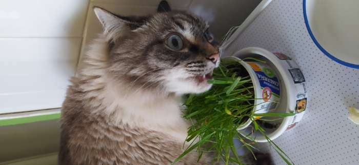 Фотография покупателя товара Семена Трава для кошек "Скакун", 10 г