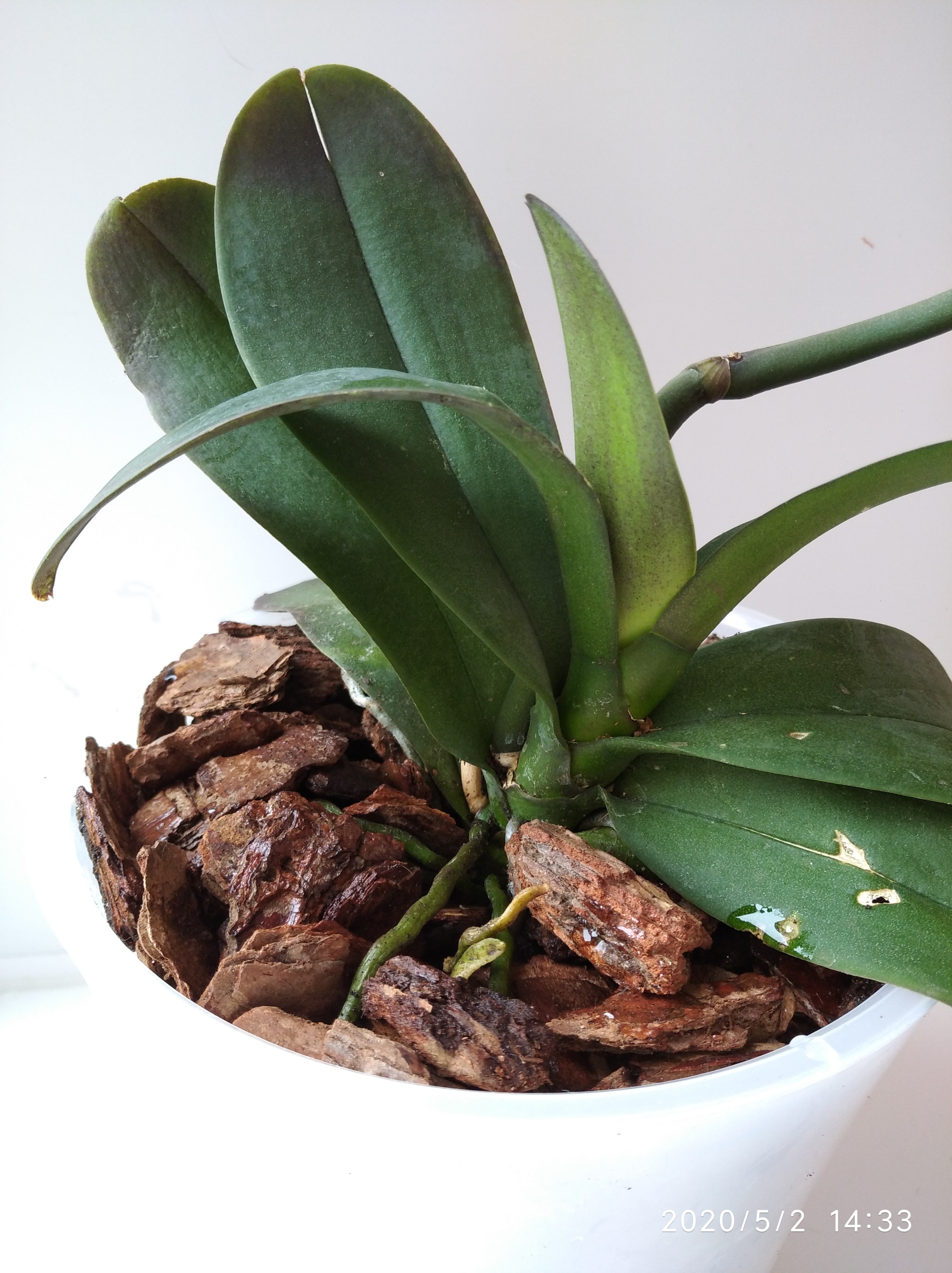 Фотография покупателя товара Грунт для орхидей Effect+, с дренажным камнем, фракция 10-30, 4 л - Фото 9
