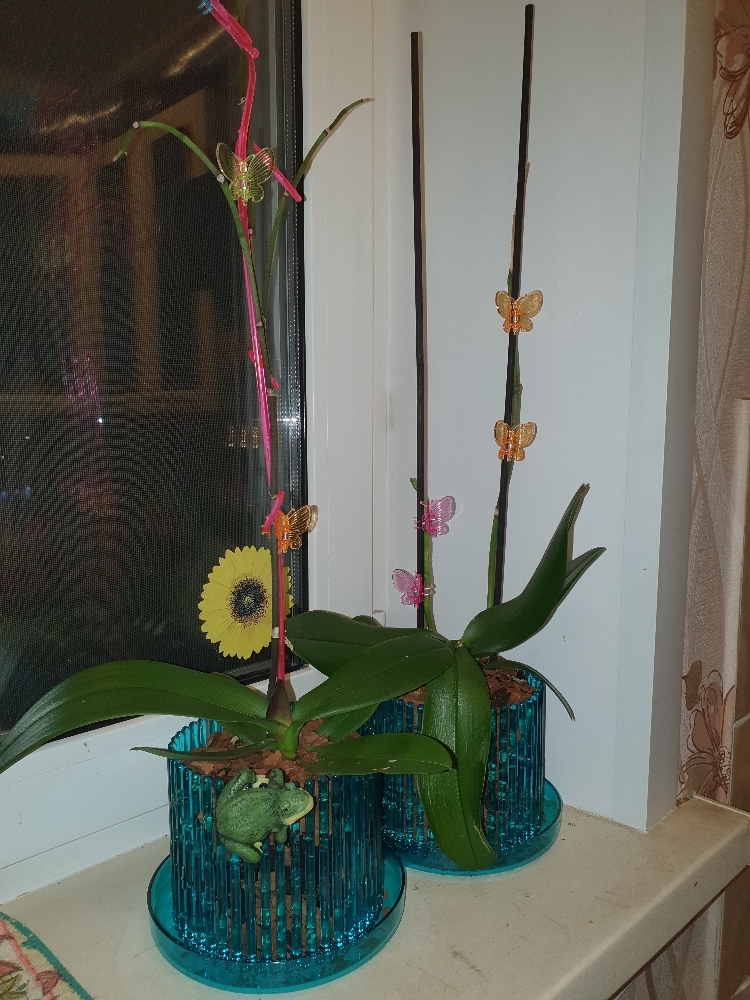 Фотография покупателя товара Горшок для орхидей «Мини», 1,46 л, цвет зелёный - Фото 3