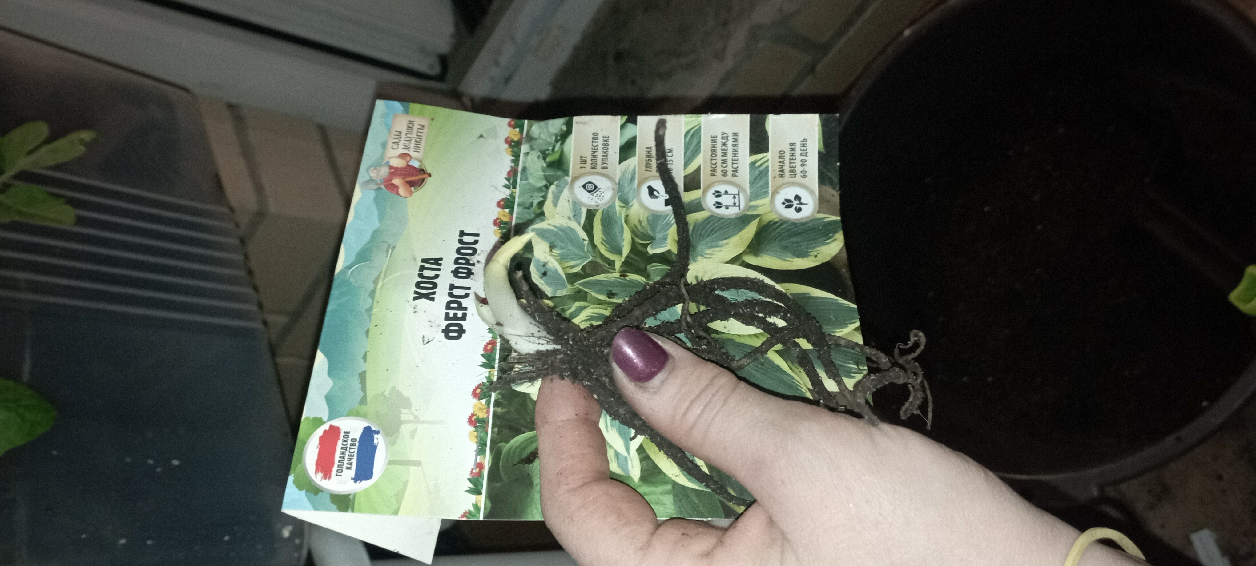 Фотография покупателя товара Хоста «Патриот», корневище в пакете с торфогрунтом, р-р I, 1 шт. - Фото 264