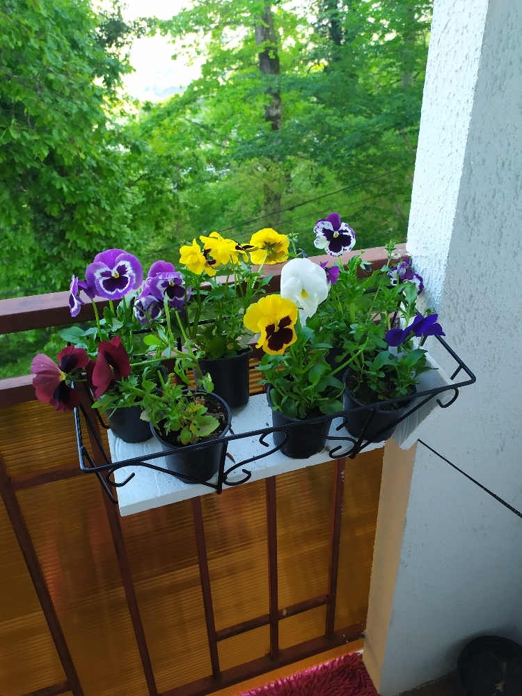 Фотография покупателя товара Подставка для цветов балконная Доляна «Ренессанс» 45.5×20×12 см, чёрная - Фото 8